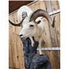 Image 4 : Beautiful Alaskan Dall Sheep Climbing Down A Rock Full Body Taxidermy Mount