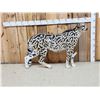 Image 1 : 100% Reproduction Cheetah Full Body Taxidermy Mount
