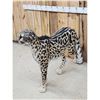 Image 4 : 100% Reproduction Cheetah Full Body Taxidermy Mount