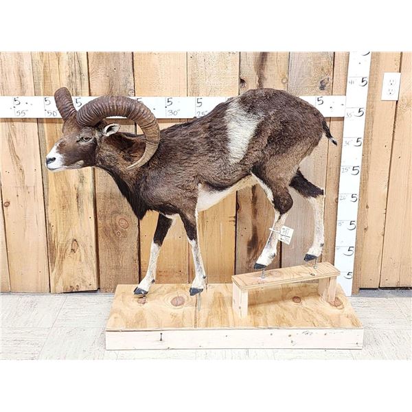 Mouflon Cross Ram Sheep Full Body Taxidermy Mount