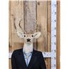 Image 2 : Meet Uncle Buck Half Deer Half Man Full Body Taxidermy Mount