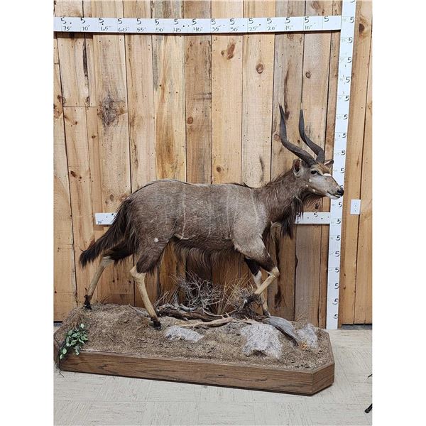 African Nyala Full Body Taxidermy Mount