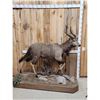 Image 1 : African Nyala Full Body Taxidermy Mount