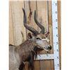 Image 2 : African Nyala Full Body Taxidermy Mount
