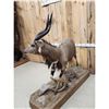 Image 4 : African Nyala Full Body Taxidermy Mount
