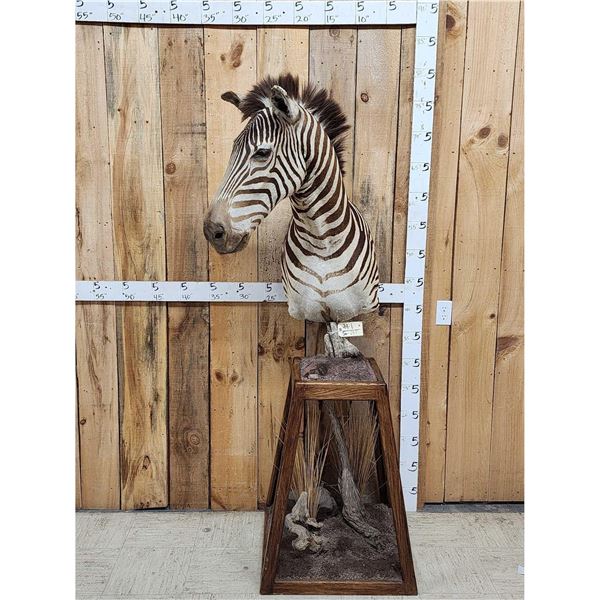 Zebra Pedestal Taxidermy Mount