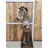 Image 1 : Zebra Pedestal Taxidermy Mount