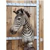 Image 2 : Zebra Pedestal Taxidermy Mount