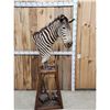 Image 4 : Zebra Pedestal Taxidermy Mount