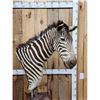 Image 5 : Zebra Pedestal Taxidermy Mount