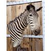 Image 6 : Zebra Pedestal Taxidermy Mount