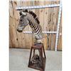 Image 7 : Zebra Pedestal Taxidermy Mount