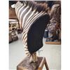 Image 8 : Zebra Pedestal Taxidermy Mount