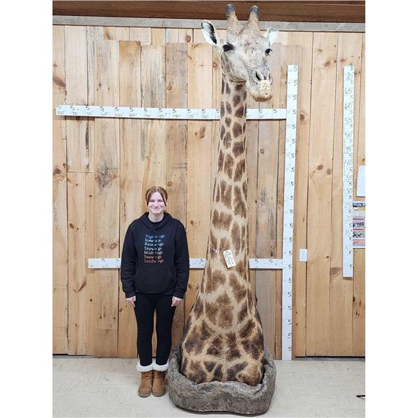 Gorgeous Giraffe Floor Pedestal Taxidermy Mount