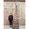 Image 1 : Gorgeous Giraffe Floor Pedestal Taxidermy Mount