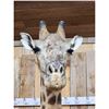 Image 2 : Gorgeous Giraffe Floor Pedestal Taxidermy Mount