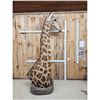 Image 3 : Gorgeous Giraffe Floor Pedestal Taxidermy Mount