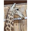 Image 4 : Gorgeous Giraffe Floor Pedestal Taxidermy Mount