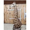 Image 5 : Gorgeous Giraffe Floor Pedestal Taxidermy Mount