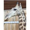 Image 7 : Gorgeous Giraffe Floor Pedestal Taxidermy Mount