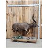 Image 1 : African Nyala Full Body Taxidermy Mount