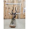 Image 2 : African Nyala Full Body Taxidermy Mount