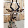 Image 3 : African Nyala Full Body Taxidermy Mount