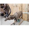 Image 4 : African Nyala Full Body Taxidermy Mount