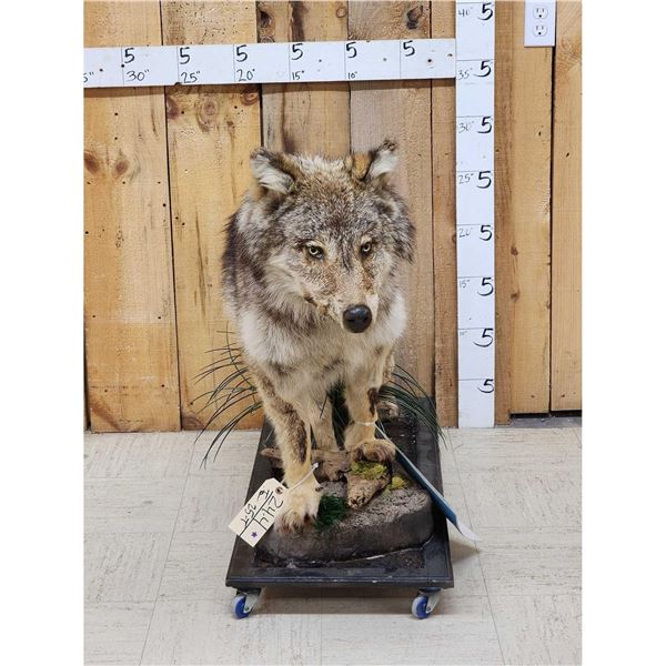 Alaskan Wolf Full Body Taxidermy Mount