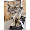 Image 3 : Alaskan Wolf Full Body Taxidermy Mount