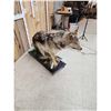Image 4 : Alaskan Wolf Full Body Taxidermy Mount