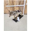Image 5 : Alaskan Wolf Full Body Taxidermy Mount