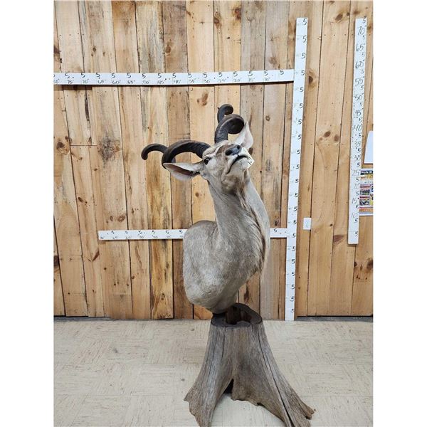 African Kudu Pedestal Taxidermy Mount