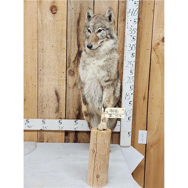 Coyote Full Body Taxidermy Mount
