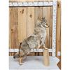 Image 2 : Coyote Full Body Taxidermy Mount