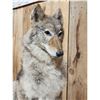 Image 3 : Coyote Full Body Taxidermy Mount