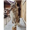 Image 4 : Coyote Full Body Taxidermy Mount