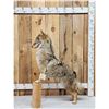 Image 5 : Coyote Full Body Taxidermy Mount