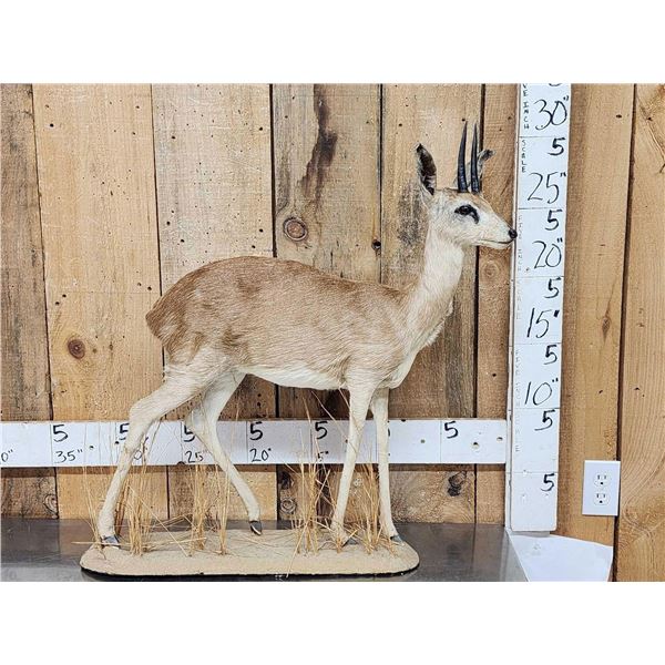 African Steenbok Full Body Taxidermy Mount