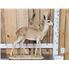 Image 1 : African Steenbok Full Body Taxidermy Mount