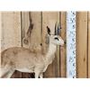 Image 2 : African Steenbok Full Body Taxidermy Mount