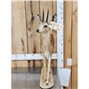 Image 4 : African Steenbok Full Body Taxidermy Mount