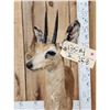 Image 5 : African Steenbok Full Body Taxidermy Mount