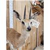 Image 6 : African Steenbok Full Body Taxidermy Mount