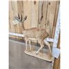 Image 7 : African Steenbok Full Body Taxidermy Mount