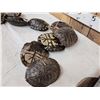 Image 2 : 10 Red Eared Slider Turtle Shells Taxidermy