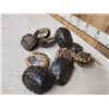 Image 4 : 10 Red Eared Slider Turtle Shells Taxidermy