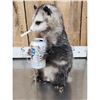 Image 3 : Naughty Opossum Taxidermy Mount