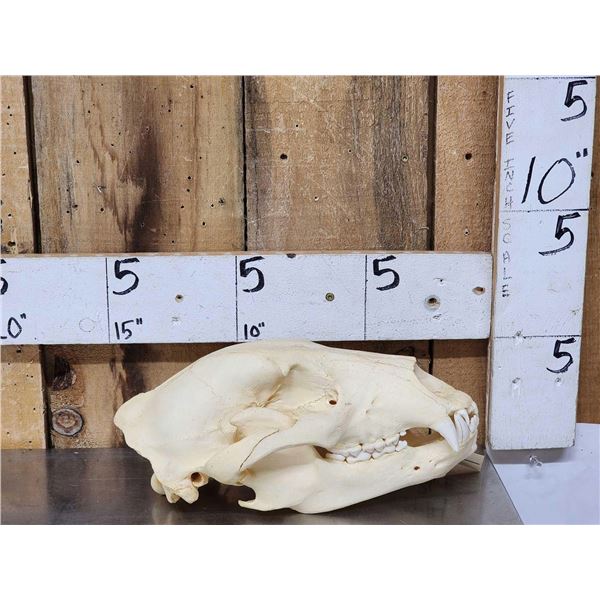 Alaskan Grizzly Bear Skull Taxidermy