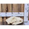 Image 1 : Alaskan Grizzly Bear Skull Taxidermy